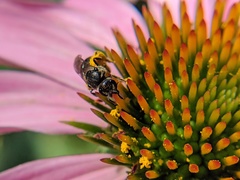 Lasioglossum pectorale