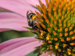 Lasioglossum pectorale