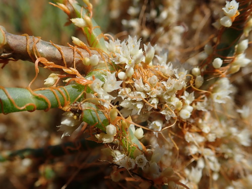 Large Saltmarsh Dodder