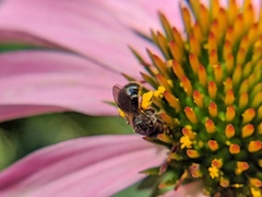 Lasioglossum pectorale