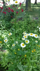 Erigeron strigosus strigosus