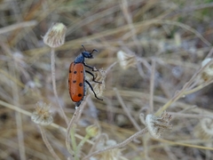 Hycleus duodecimpunctatus