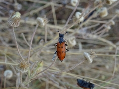 Hycleus duodecimpunctatus