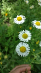 Erigeron strigosus strigosus