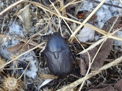 Protaetia morio