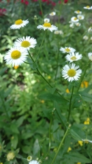 Erigeron strigosus strigosus