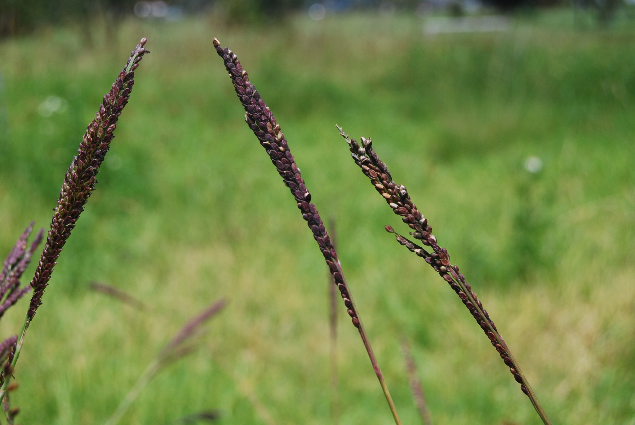 Paspalum jaliscanum