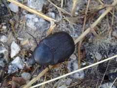 Protaetia morio