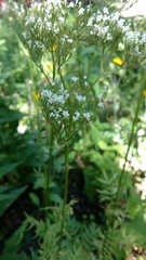 Valeriana urticifolia