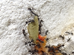 Aphaenogaster senilis