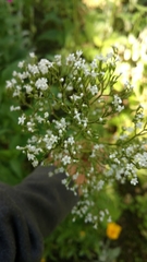 Valeriana urticifolia
