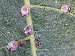 Ceroplastes rusci