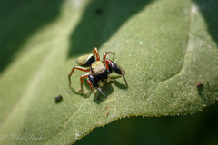 Sassacus barbipes