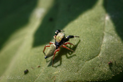 Sassacus barbipes