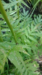 Valeriana urticifolia