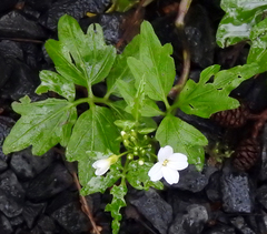 Cardamine angulata