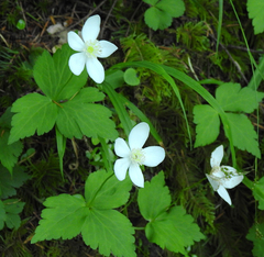 Anemonastrum deltoideum