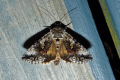 Syngrapha octoscripta