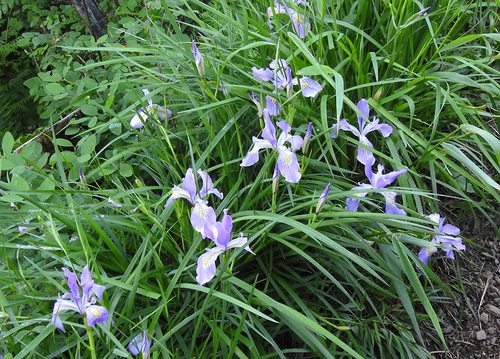 Oregon iris