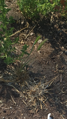 Hordeum murinum leporinum
