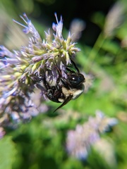 Xylocopa virginica