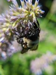 Xylocopa virginica