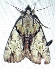 Catocala blandula