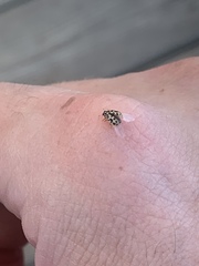 Anisosticta bitriangularis