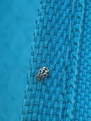 Anisosticta bitriangularis