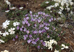 Astragalus kentrophyta tegetarius