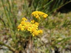 Senecio linearifolius