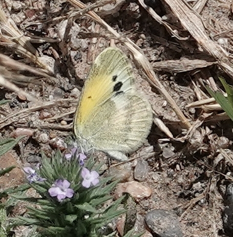 Dainty Sulphur photo 4