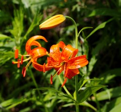 Lilium debile