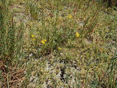Senecio linearifolius