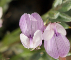Astragalus kentrophyta tegetarius