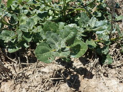 Oxybasis rubra humilis