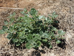 Oxybasis rubra humilis