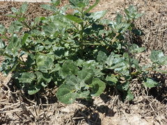 Oxybasis rubra humilis