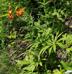 Lilium debile