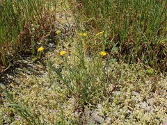 Senecio linearifolius