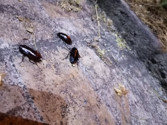 Blatta orientalis