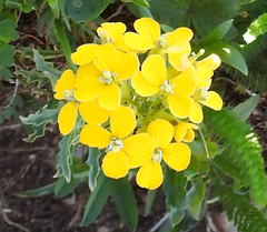 Erysimum capitatum capitatum