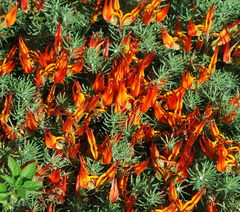 Lotus berthelotii
