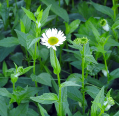 Erigeron aliceae