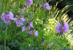 Sidalcea hirtipes