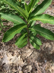 Asclepias syriaca