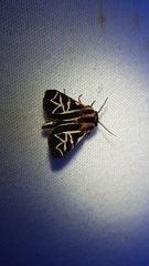 Apantesis williamsii