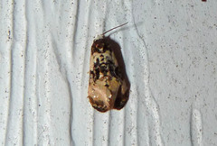 Phalonidia memoranda