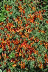 Lotus berthelotii