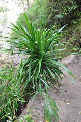 Dracaena reflexa